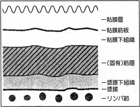 胃壁の構造の画像