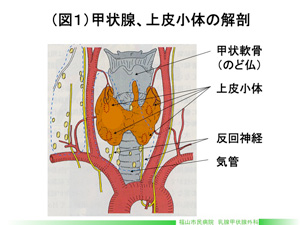 （図1）甲状腺、上皮小体の解剖