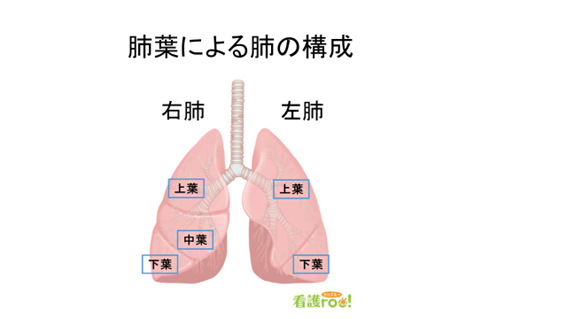 肺葉による肺の構成