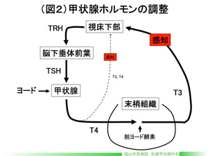 （図2）甲状腺ホルモンの調整