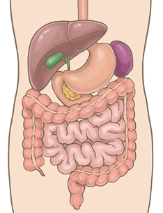 胆嚢の画像