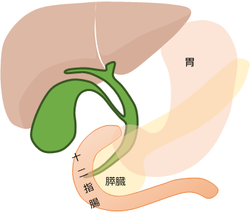 胆嚢の画像2