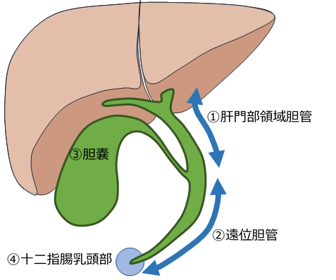 胆嚢のイラスト